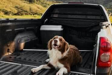 Feriado prolongado movimenta viagens com pets Pexels 3