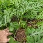 Frutifica fortalece agricultura familiar e garante frutas de qualidade para merenda escolar de Sorriso
