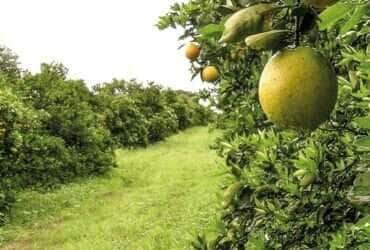 GreeningAbre laranja citros