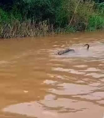 Felino nada tranquilamente e ainda impõe respeito com olhar desafiador: "quem manda aqui sou eu!"