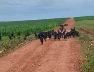 Porcos-do-mato colocam peões a galope em fazenda no interior do Brasil