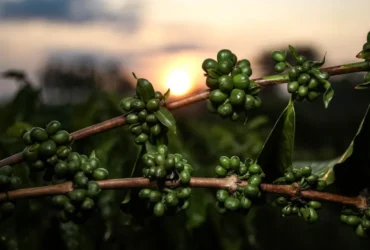 Pesquisa de Mato Grosso aponta potencial do café verde
