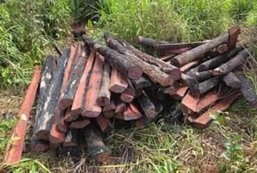 Policia de Confresa apreende 600 lascas de Pau Brasil e prende suspeito por crime ambiental