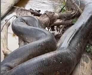 Sucuri gigante é flagrada em Rondônia e impressiona moradores
