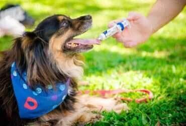 Suplementos manipulados ganham espaco na medicina veterinaria Divulgacao 1