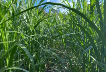 Capim-elefante desponta como alternativa energética para agroindústria de Mato Grosso