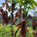 Vassoura-de-bruxa, identificada no Amapá, ameaça lavouras de Mato Grosso