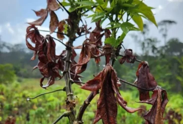 Vassoura-de-bruxa, identificada no Amapá, ameaça lavouras de Mato Grosso