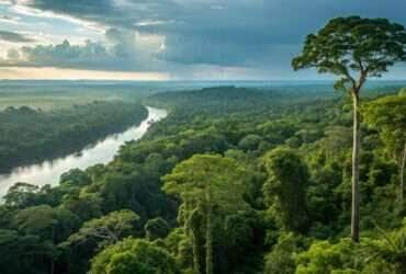 Floresta amazônica do Mato Grosso
