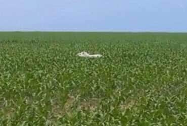 Animal raro é flagrado caminhando tranquilamente por plantação em Diamantino; especialistas celebram registro inédito no estado