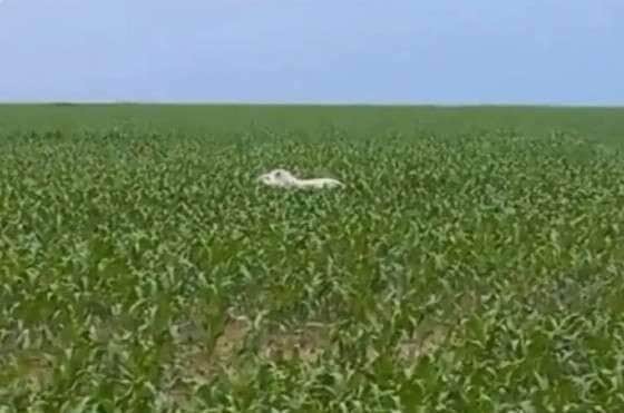 Animal raro é flagrado caminhando tranquilamente por plantação em Diamantino; especialistas celebram registro inédito no estado