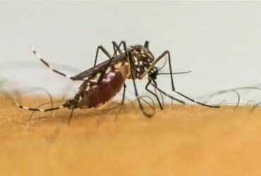 Rio de Janeiro (RJ) 13/04/2024 - Epidemia de dengue no Brasil é o tema do Caminhos da Reportagem deste domingo
Frame EBC
