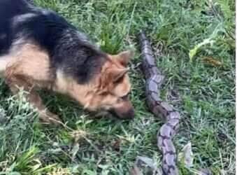 Mel, a pastor-alemão curiosa, leva um susto ao mexer com uma jiboia