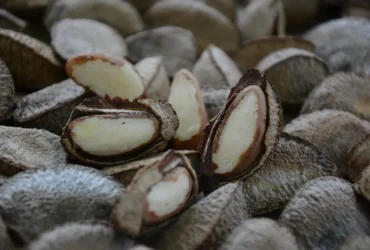 castanha do brasil embrapa