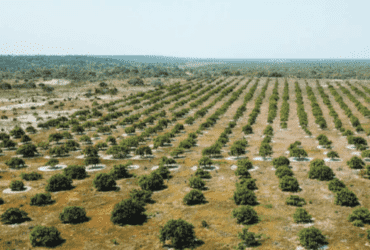 cerrado