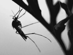 Vigilância Ambiental de Sorriso intensifica monitoramento do Aedes aegypti com ovitrampas