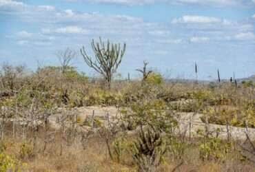 Dia Nacional da Caatinga: bioma é trunfo brasileiro na redução do aquecimento global - Sudene/divulgação