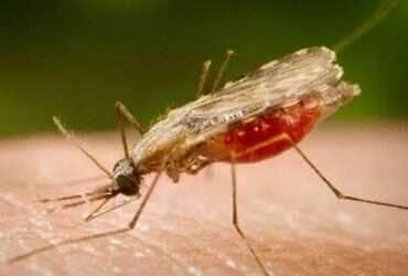 Mosquito Anopheles transmissor da malária