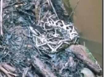 Passeio selvagem: jararacuçu é flagrada às margens de cachoeira e alerta sobre cuidados se espalha nas redes