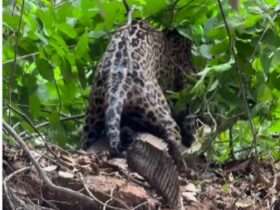 A onça-pintada, também conhecida como jaguar, é símbolo de força, agilidade e estratégia.