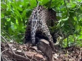 A onça-pintada, também conhecida como jaguar, é símbolo de força, agilidade e estratégia.