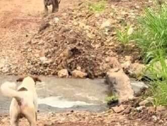 Cãezinhos x Onça-pintada: vídeo de encontro inusitado viraliza e encanta a internet