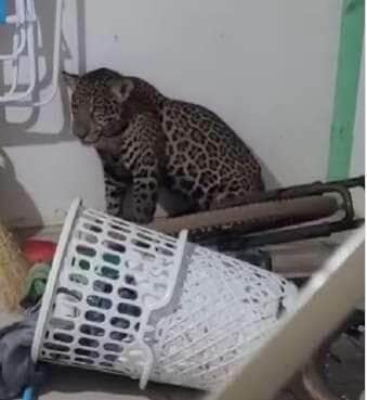 Onça-pintada juvenil invade varanda de casa em Sorriso e vira 'visitante inusitada'