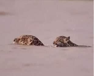 Filhote de onça-pintada pega carona nas costas da mãe ao atravessar rio no Pantanal