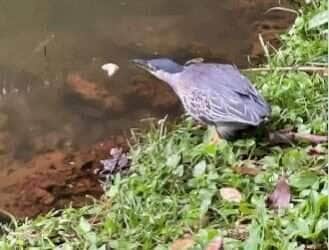 Pássaro pescador! Socozinho usa pão como isca e surpreende estudantes em parque de Goiânia 