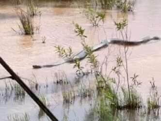 Moradores ficam surpresos ao encontrarem uma das maiores cobras do mundo em seu habitat natural