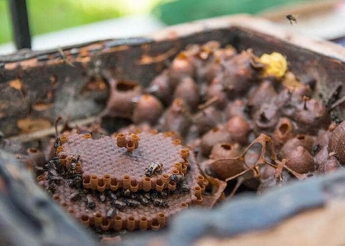 Própolis de abelha nativa da Amazônia cicatriza feridas e reduz inflamação 89
