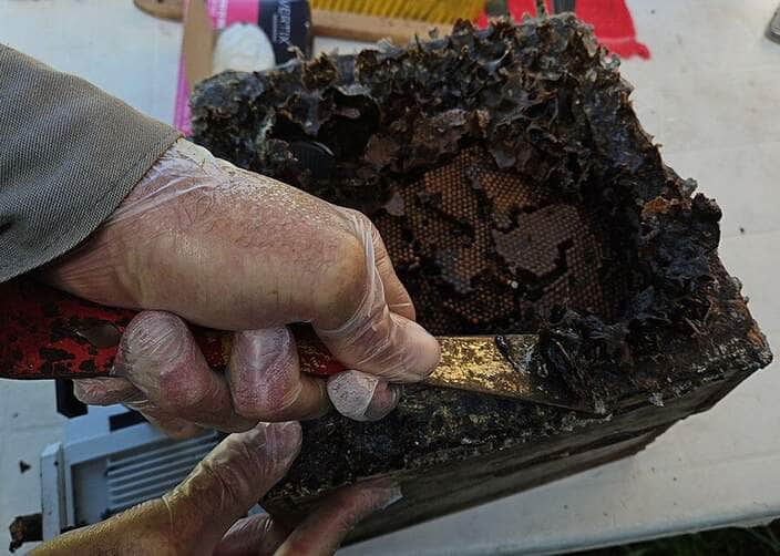Própolis de abelha nativa da Amazônia cicatriza feridas e reduz inflamação 88