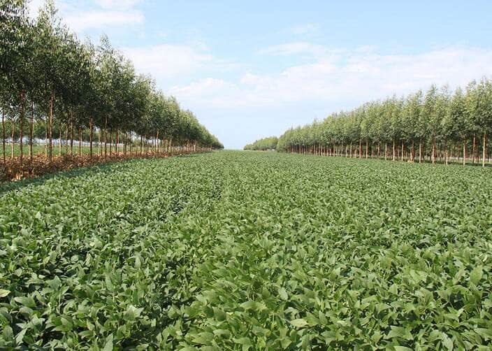 Novo mapa nacional mostra onde há maior potencial para agricultura no Brasil 76 250527 MapaAptidaoAgricola Gabriel Faria soja em ILPF