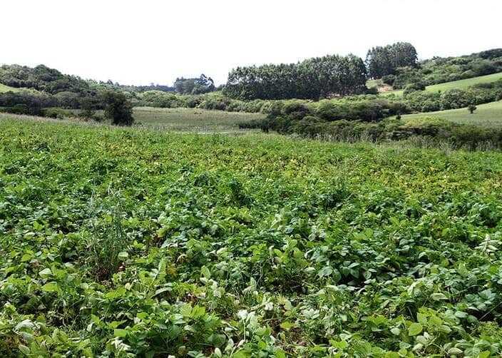 Novos zoneamentos climáticos vão ampliar a produção de batata voltada ao mercado e à indústria 77 250527 ZarcBatata Paulo Lanzetta batata plantacao