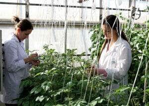 Novos zoneamentos climáticos vão ampliar a produção de batata voltada ao mercado e à indústria 78 250527 ZarcBatata Paulo Lanzetta pesquisa