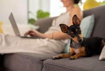 Animais de estimação em apartamentos exigem cuidados especiais