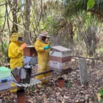 Apicultura impulsiona agricultura familiar em Mato Grosso