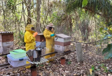 Apicultura impulsiona agricultura familiar em Mato Grosso