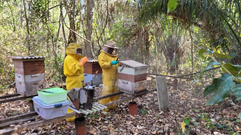 Apicultura impulsiona agricultura familiar em Mato Grosso