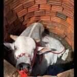 Cena digna de filme de comédia rural: animal caiu em uma fossa no interior do Brasil e assustou moradores, que viram apenas a cabeça do bicho emergindo da água. Final do resgate não foi filmado, mas a torcida é grande para que ele tenha saído bem dessa "furada".