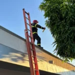 Bombeiros removem ninho de marimbondos em creche de Confresa