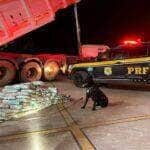 PRF apreende quase 200 tabletes de skunk em caminhão no Mato Grosso