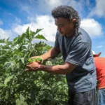Programa Solo Vivo é lançado com R$ 42,8 milhões para agricultura familiar em Mato Grosso