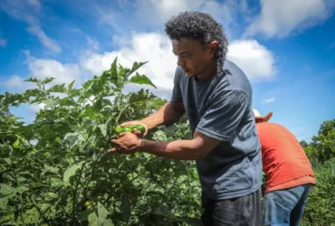 Programa Solo Vivo é lançado com R$ 42,8 milhões para agricultura familiar em Mato Grosso