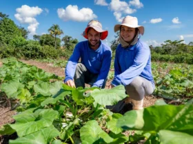 Com investimento de R$ 21,4 milhões, edital prevê benefício de R$ 6 mil por família com 100% de subsídio. Seaf e Empaer atuam para garantir que pequenos produtores não percam o prazo de inscrição.