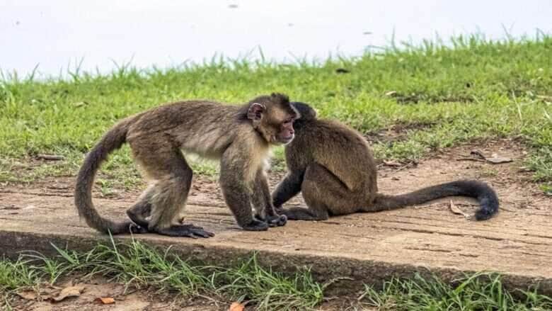 Parque florestal em Mato Grosso é interditado após indícios de envenenamento de macacos