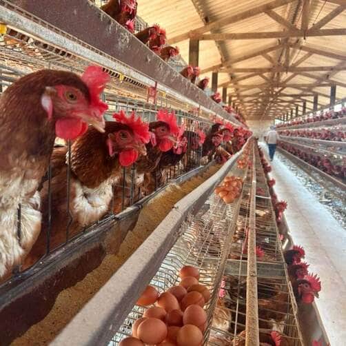 Mato Grosso adota protocolos para impedir entrada de gripe aviaria no Estado