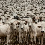 Mato Grosso conquista certificação inédita de zona livre da febre aftosa sem vacinação