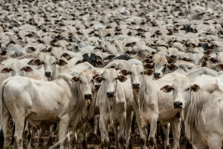 Mato Grosso conquista certificação inédita de zona livre da febre aftosa sem vacinação