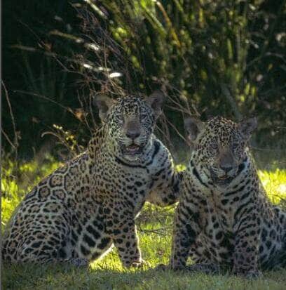 Onças Formoso e Aurora protagonizam duelo felino sob as estrelas 84 O episódio é mais uma amostra de como a vida selvagem pode ser imprevisível e fascinante, mesmo para quem convive com esses animais todos os dias.